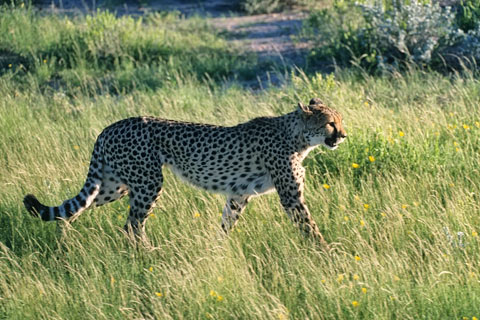https://www.transafrika.org/media/Bilder Namibia/gepard afrika.jpg